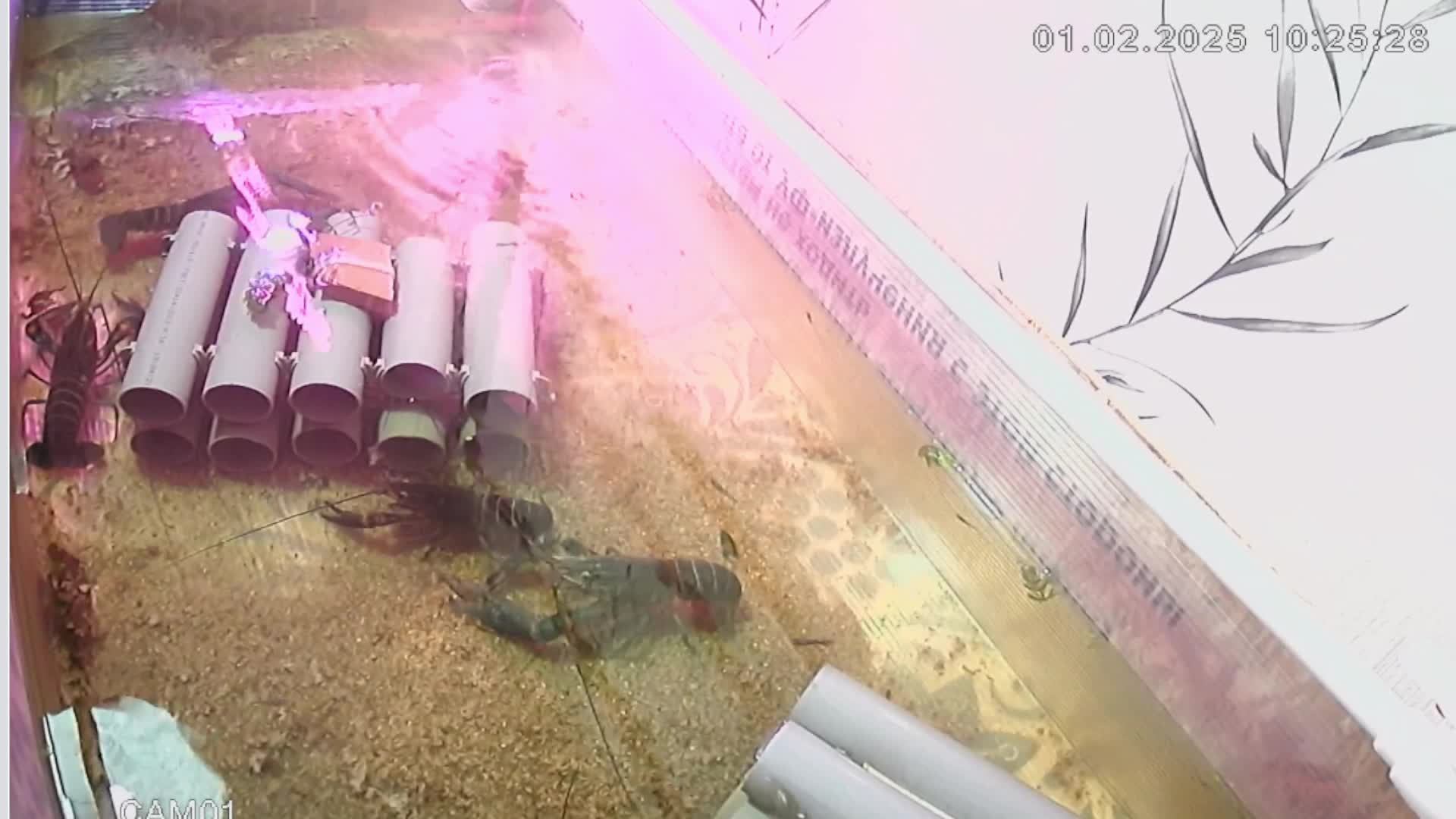 Онлайн Ферма Журчащего ручья австралийского рака