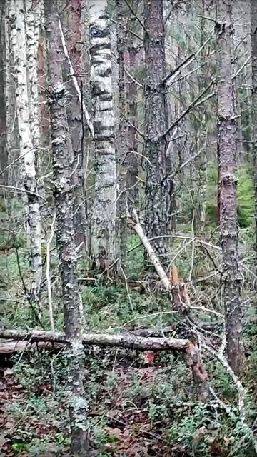 Затерянные уголки осеннего леса | Natures Quiet Retreat