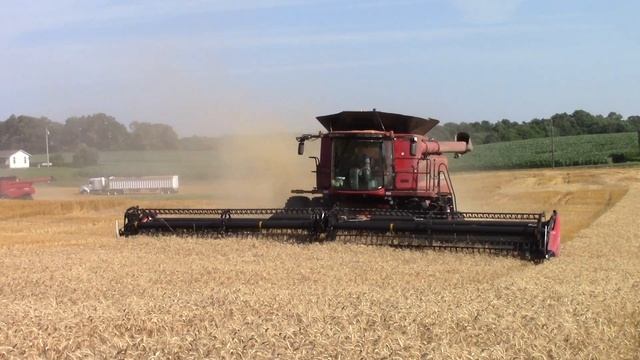 Case IH 8240 Axial-Flow Harvesting Wheat