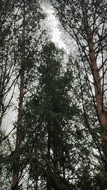 Последний рывок природы: борьба красок и холода | Natures Quiet Retreat