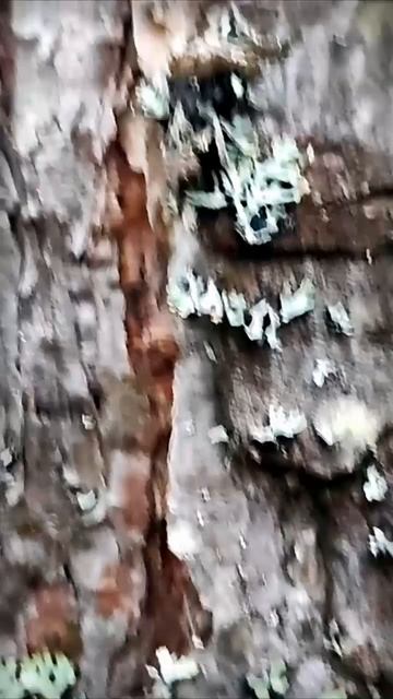 Тропы, которых нет на картах: прогулка по осеннему лесу | Natures Quiet Retreat