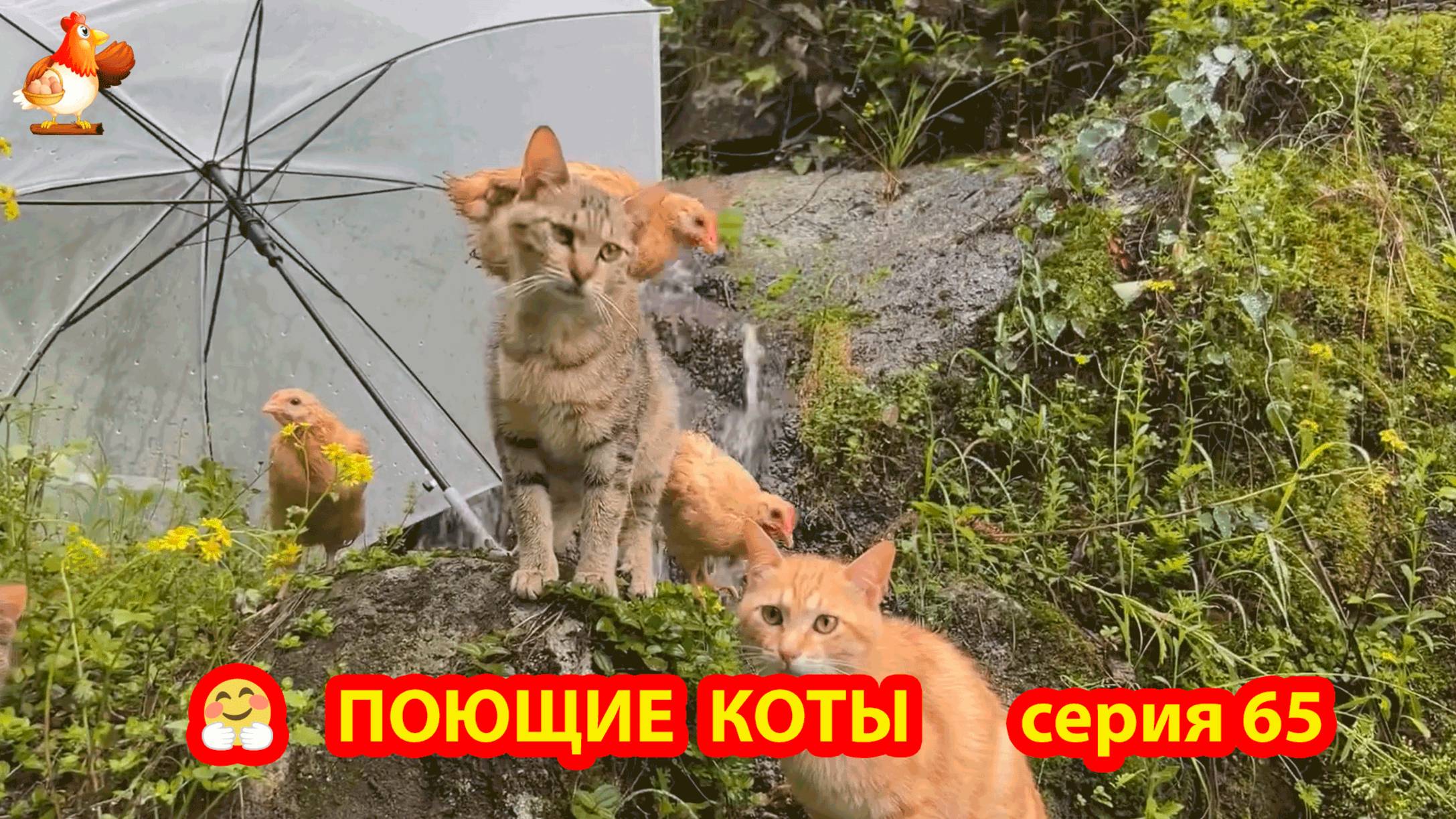 Крутые коты у птичьего двора серия 65 🐈🐈⬛😹 Природа Абхазии и подворье с птицами и животными ❣️