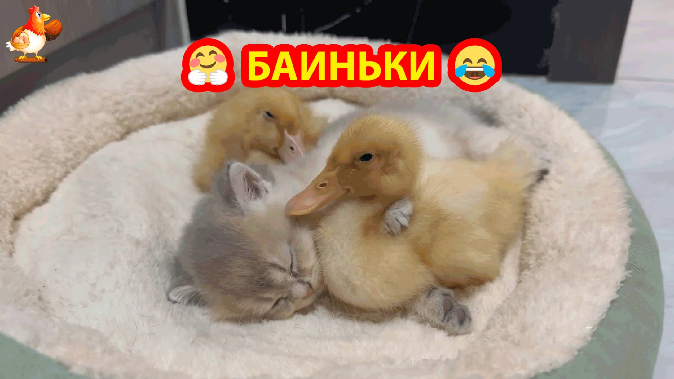 Котенок с Утятами уснули без Мамы ❣️🤗😍
