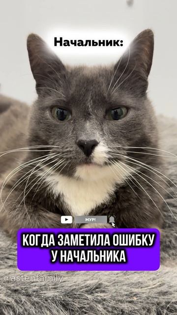 Ошибка начальника #кототерапия #кошечки#приколыкоты#котыприколы#смешные#котики