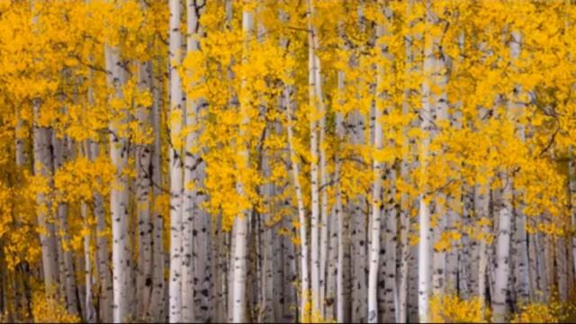 Мазур Н.В. Моя Россия