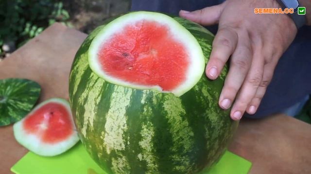 Термез F1 - ідеальний для сезону кавунів! Супер товарність і прекрасна транспортабельність