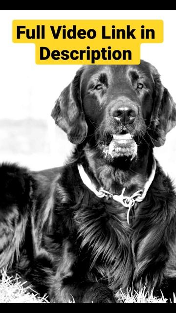 Flat Coated Retriever Height and Weight|