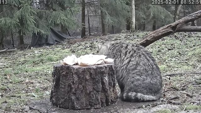 Красивый кот на завтраке