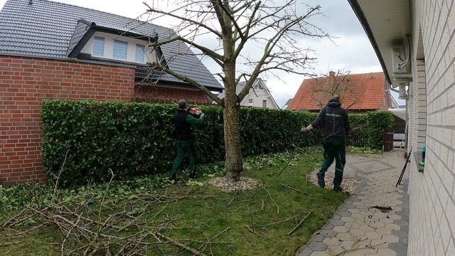 Kustorez. Laurel Hedge cutting!