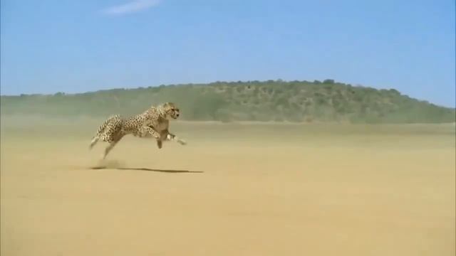 Cheetah Running 102 Km/Hr