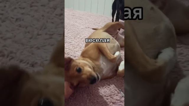 Рыжая красотка