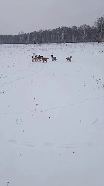 щенки. лайки