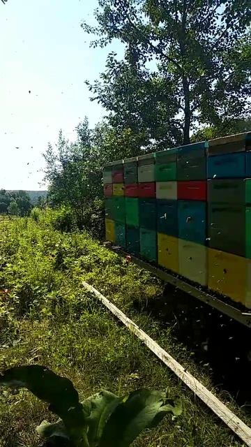 Медосбор на липе.