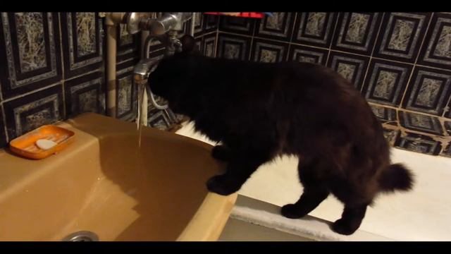 Мой кот пьет из под крана