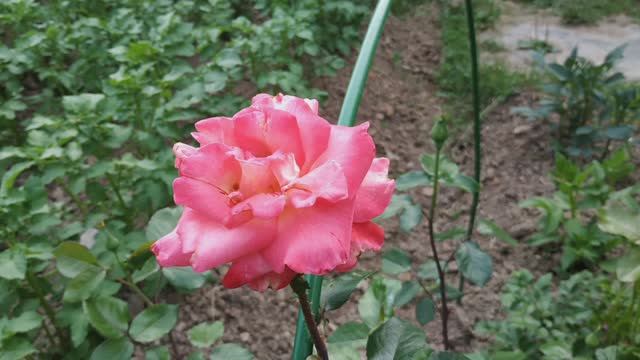 Цветочный фейерверк