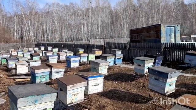 Полноценный облет пчелы в 2023. Пчёлка радуется теплу.