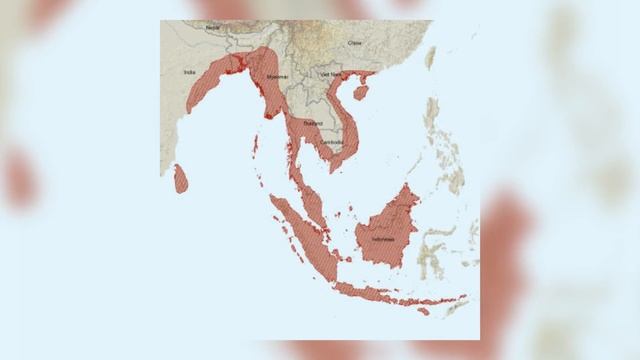 Water Monitor Lizard - Animal Profile