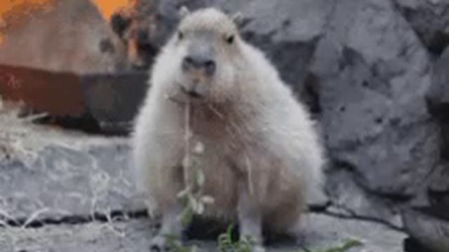 бобрик