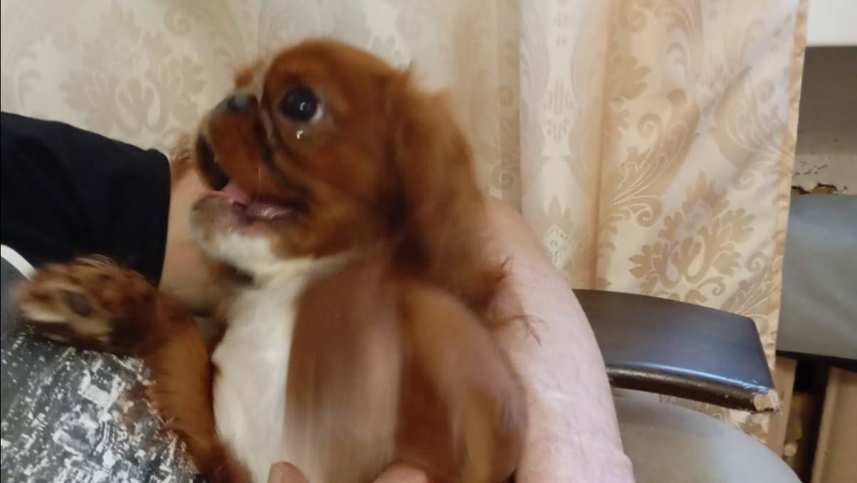Наш щенок Зайка играет