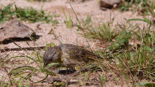 Fringilla flaveola (female)