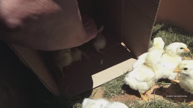 Цыплёнок буксует в коробке