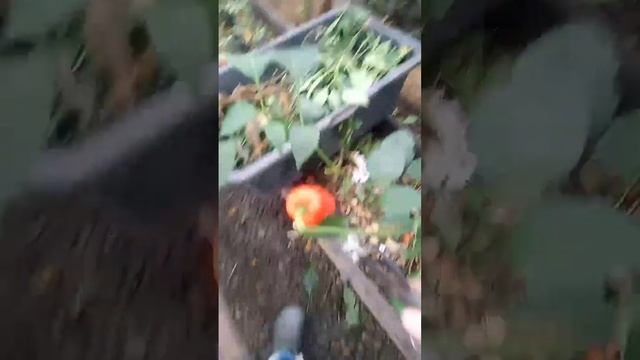 04.11.24 Обзор теплицы у дяди Вити. В телеграмме больше видео. termotkan.ru