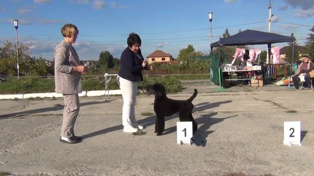 109    06,09,2020 Моно пуделей г. Касли.   Smart Connection Pay and Play