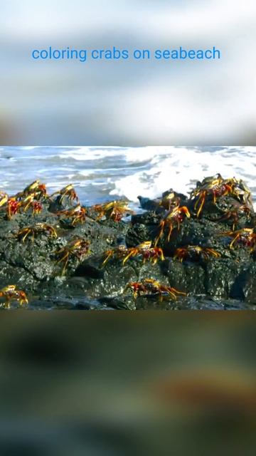 Coloring Crabs on seabeach 🦀🦀#viral #youtubeshorts #shorts