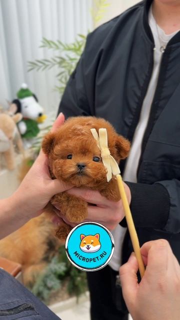 Той-пудель тикап из Кореи