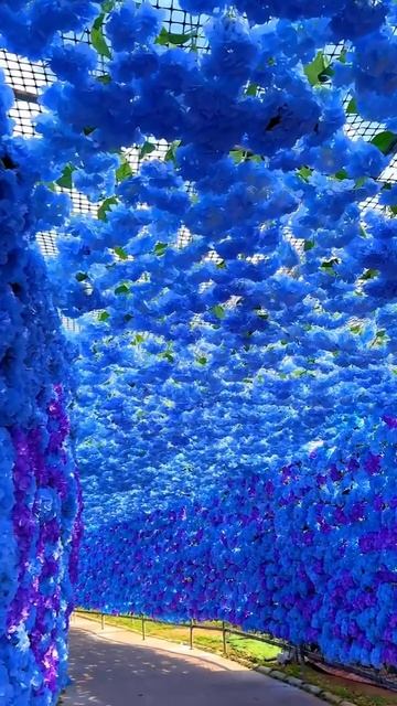 The fascinating tunnel💙 #flowers