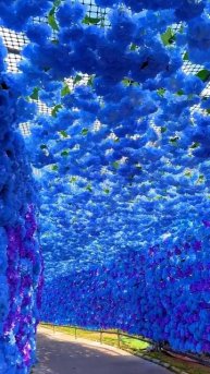 The fascinating tunnel💙 #flowers