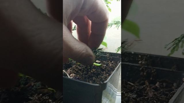 как я выращиваю тую дома зимой
