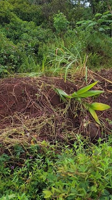 Wild pigs destroyed my sweet potato patch! #garden