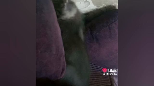 маленький котик Дымок
