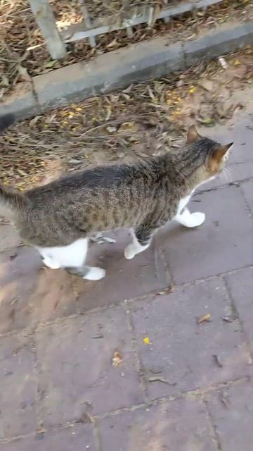 Кошка с полосатым хвостом 🐈 Смешные коты 😹 Cat with striped tail 😸 Funny cats Animals Nature Memes