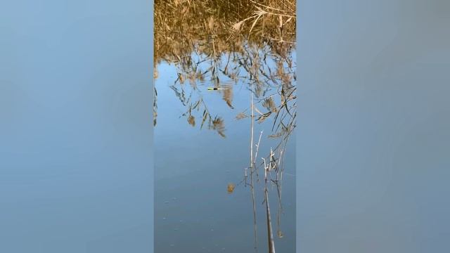рыбалка на поплавок
