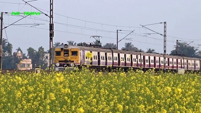 Back to back Colourful EMU Local & Express train through Beautiful Mustard Field | Eastern Railways