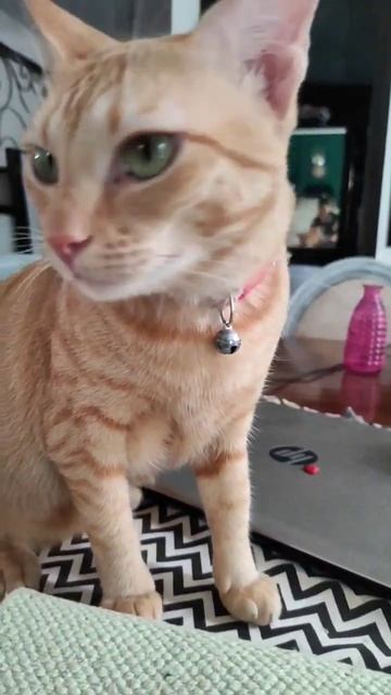 Puff will need a new toaster 🤣🤣🤣 #thatlittlepuff #catsoftiktok #hacks - YouTube