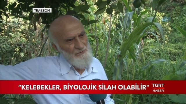 Kelebekler Biyolojik Silah Olabilir