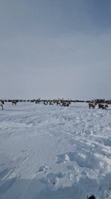 так вот ты какой, северный олень