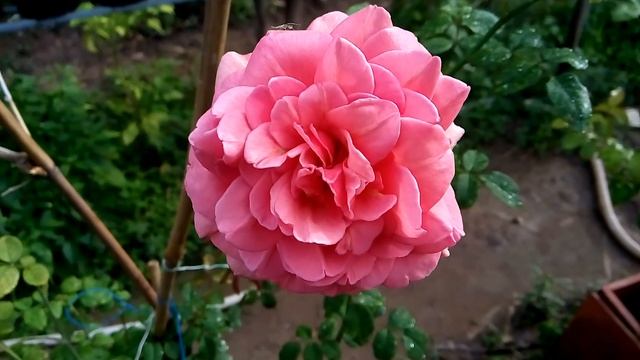 Hoa hồng Alexander of Kent Rose (ngày 30/06/2016) Sa Đéc, Đồng Tháp