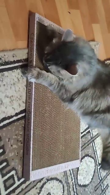 Когтеточка сразу зашла коту!❤️