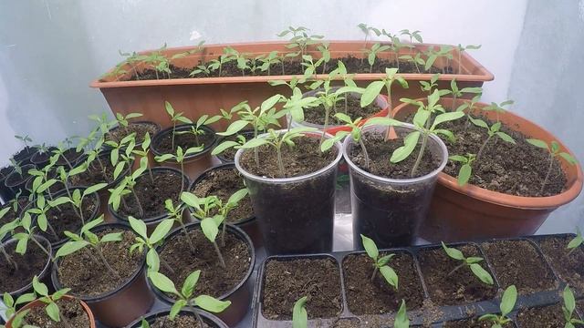 Tomato seedlings in 16 days