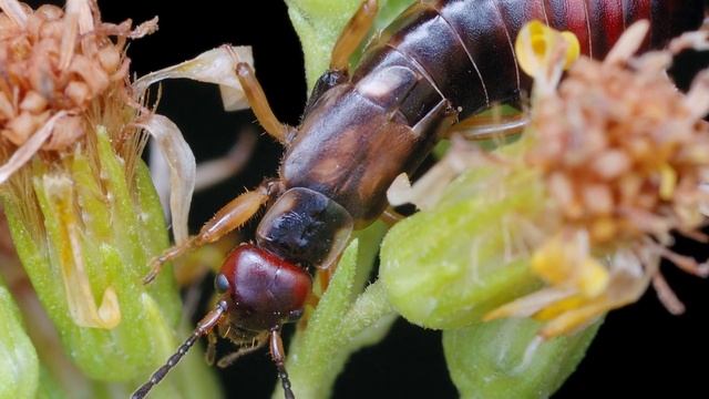 Do Earwigs Really Lay Eggs in Your Ears?