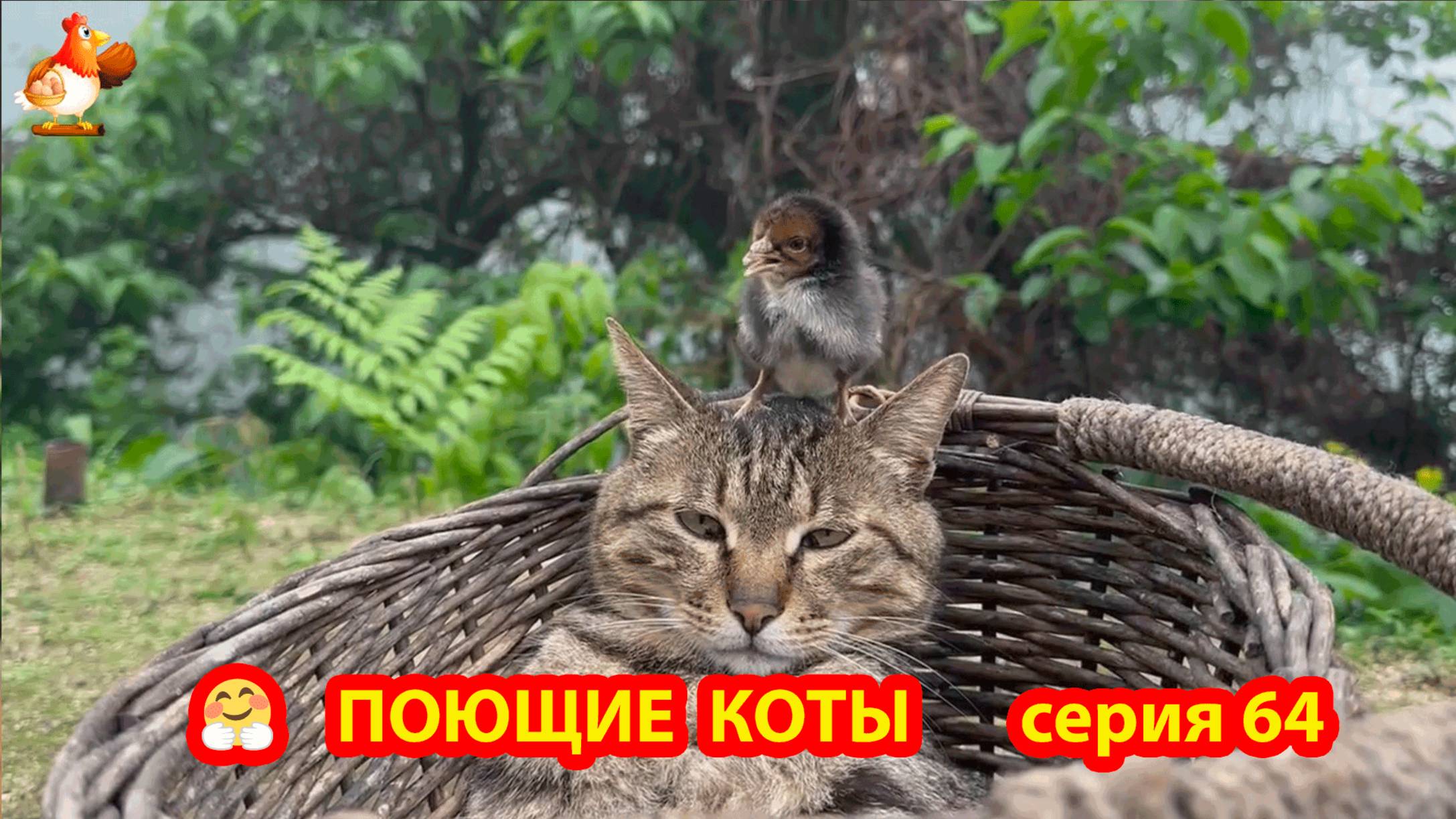 Крутые коты у птичьего двора серия 64 🐈🐈⬛😹 Природа Абхазии и подворье с птицами и животными ❣️