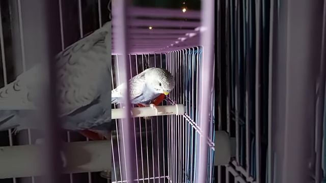 маленький попужок Ричард