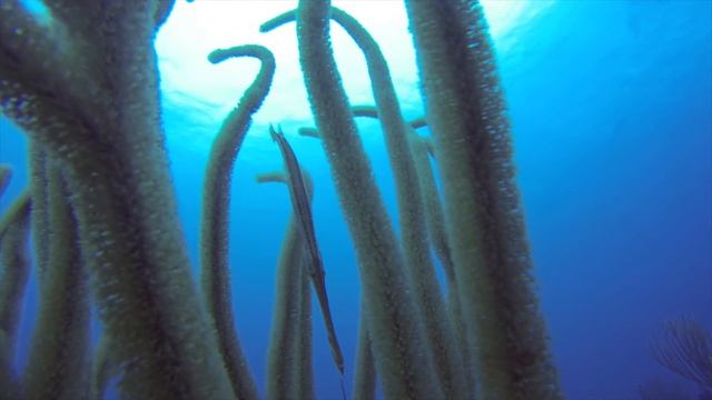 Trumpetfish