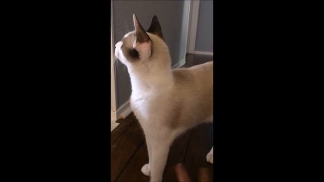 My Snowshoe kitten plays fetch!