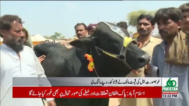 Multani Raees Bull Weight 450 Kg