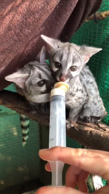 A group of baby Common Genets, (Genetta genetta), being hand raised at the Johannesburg Wildlife